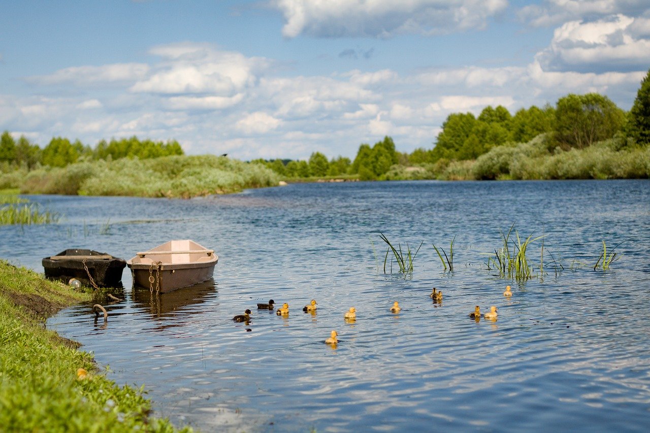 duck, river, summer-4118032.jpg