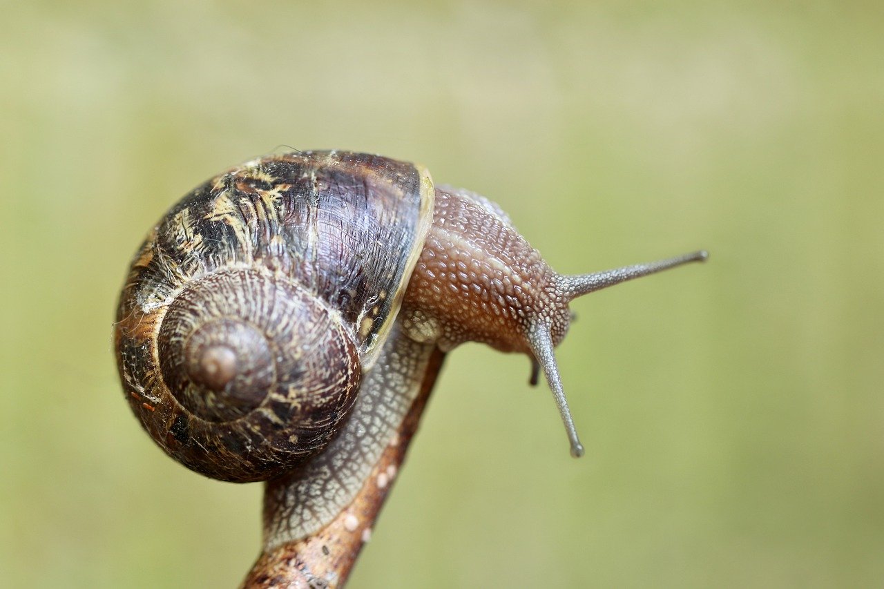 snail, shell, wirbellos