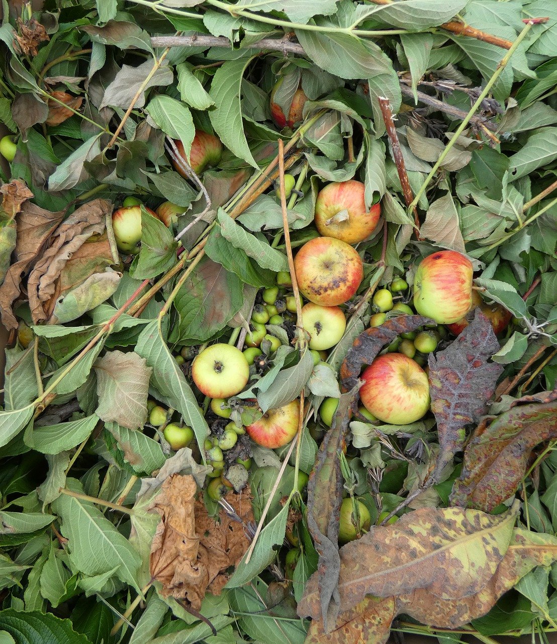 fruit dump, recycling, apples-6532637.jpg