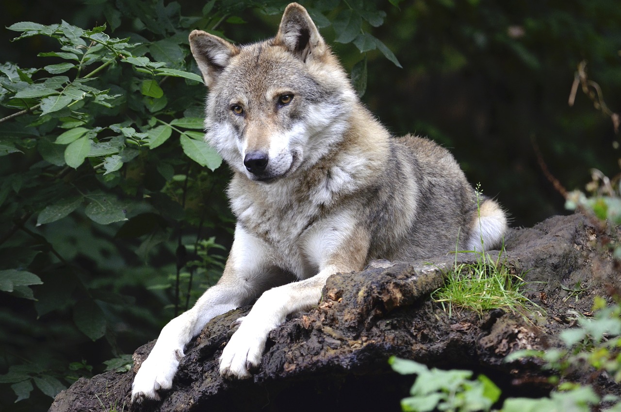 wolf, canine, forest-1336229.jpg